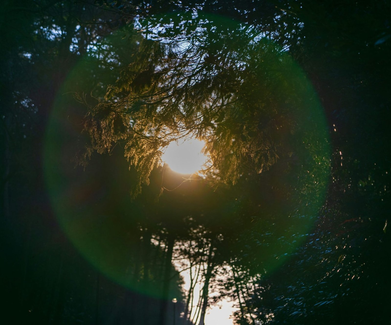 circle of light trees